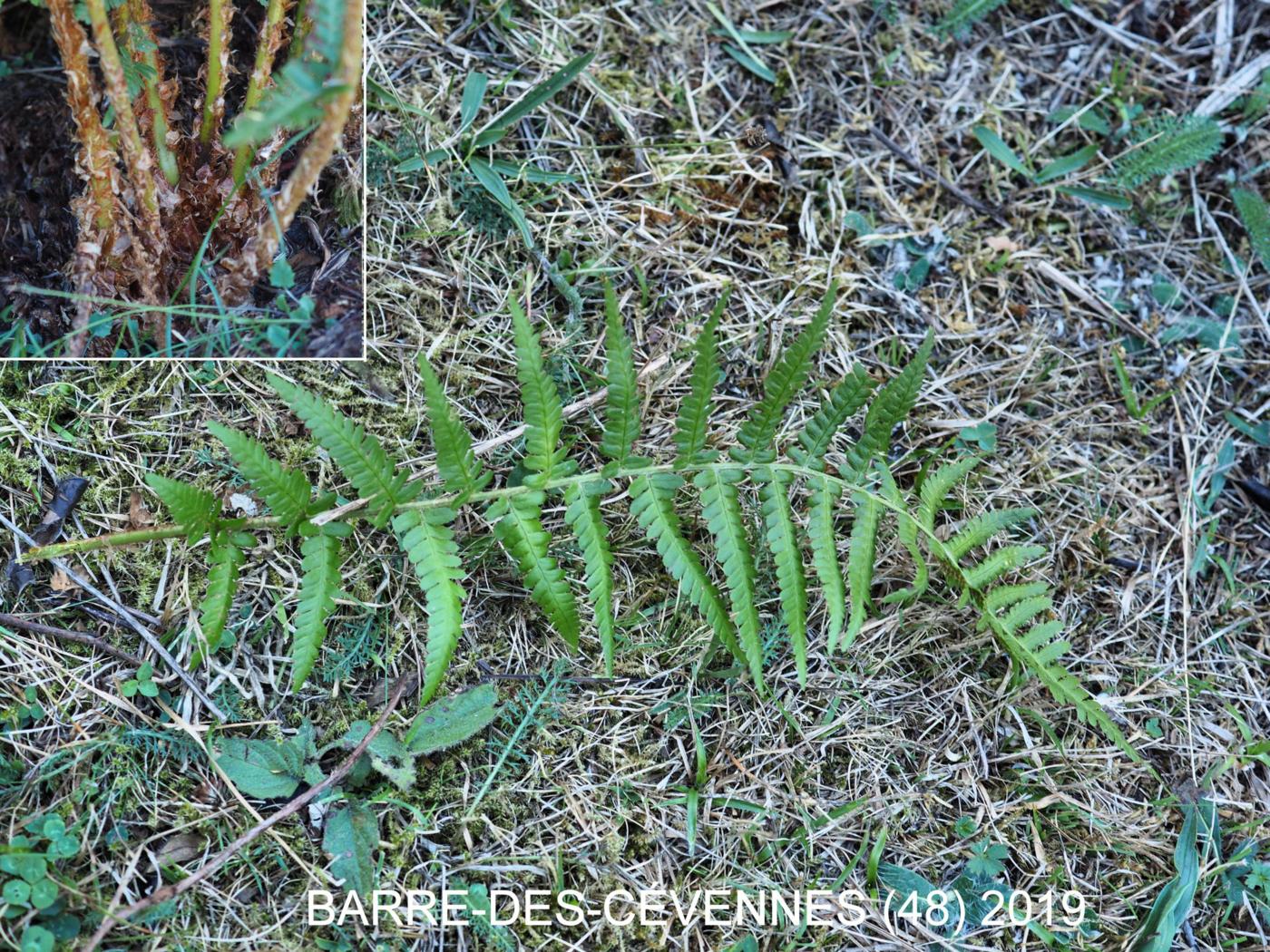 Fern, Mountain Male leaf